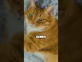 Why Cats Purr and What It Really Means 🐱💛 || #animalfacts #biologyfacts @VerifexFacts