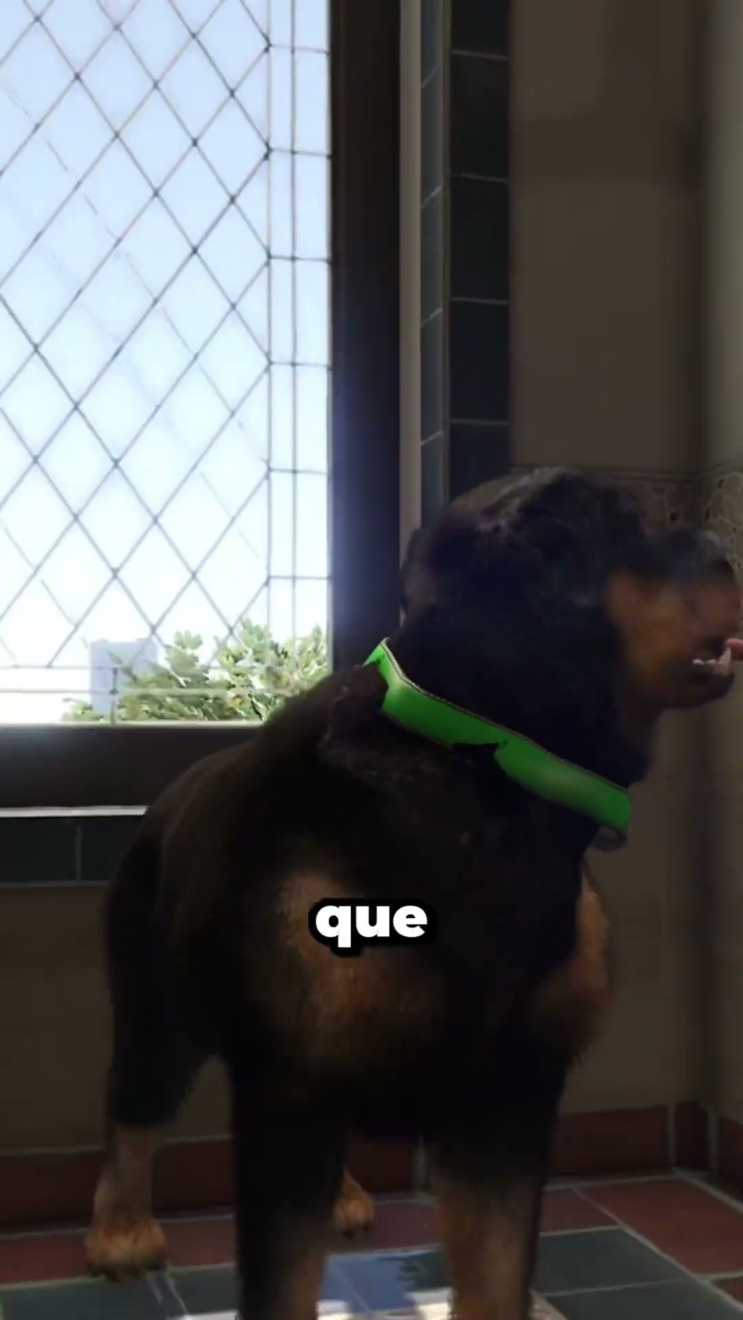¿ Que pasa si visitamos a Michael con Chop en GTA 5 ? #gta