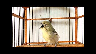 Pancingan sirtu terbaik sepanjang masa,ampuh bikin emosi lawan