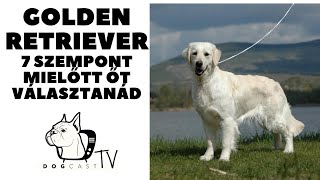 Mielőtt kutyát vennél - GOLDEN RETRIEVER - 7 fontos szempont, mielőtt őt választanád! DogCast TV