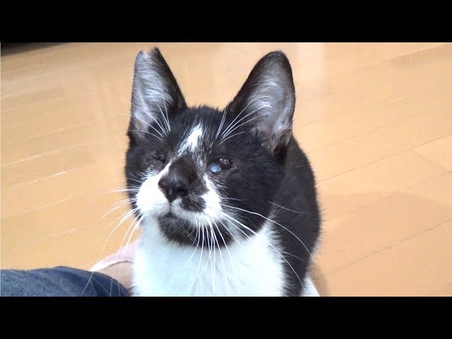 【保護猫】両目が不自由な子猫を保護しました　blind kitten from the animalshelter