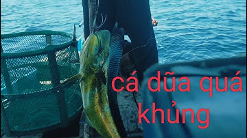 Nghề câu cá kỳ loại của dân biển, Câu toàn cá dũa khủng