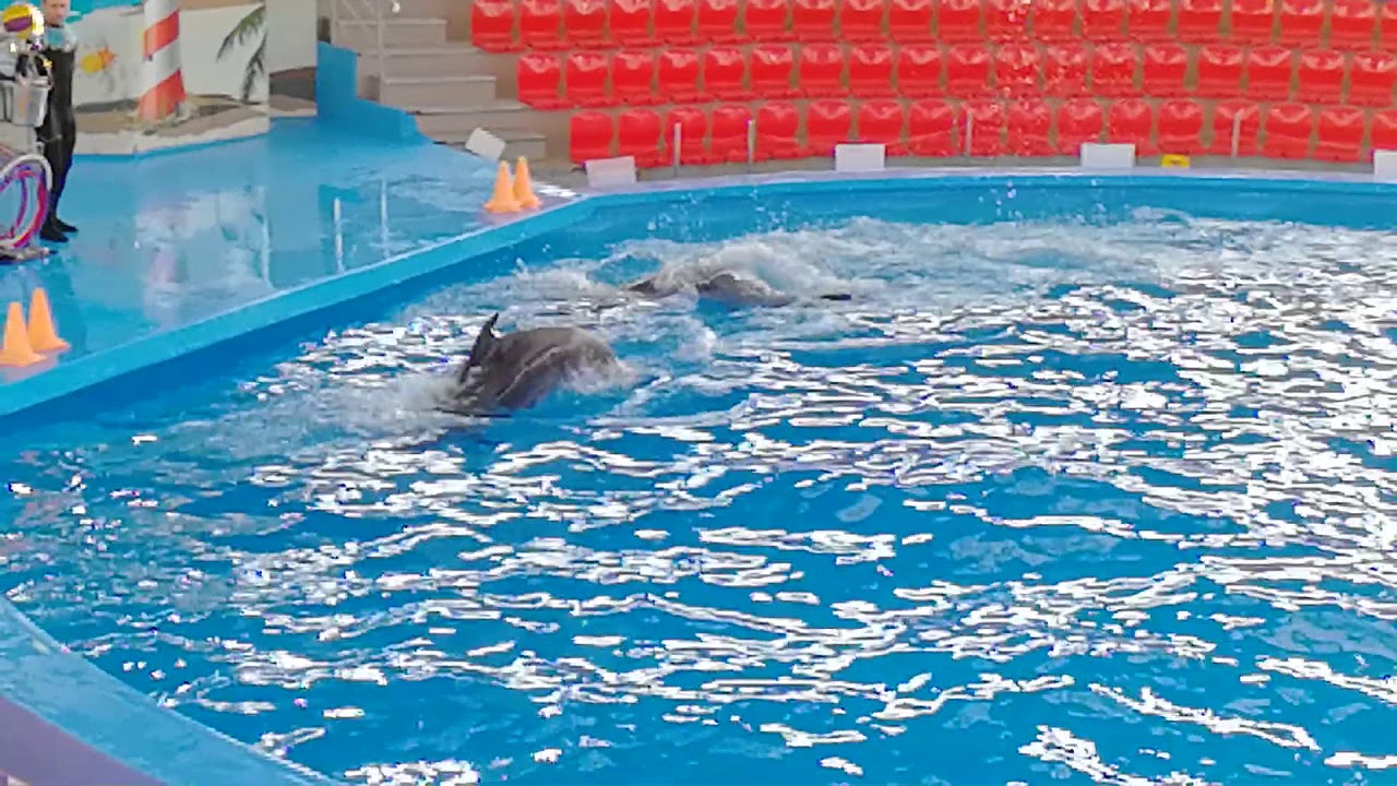 Дельфинарий Сочи Парк - YouTube