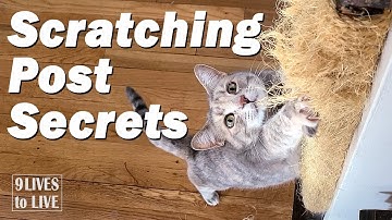 Why Your Cat Scratches the Furniture