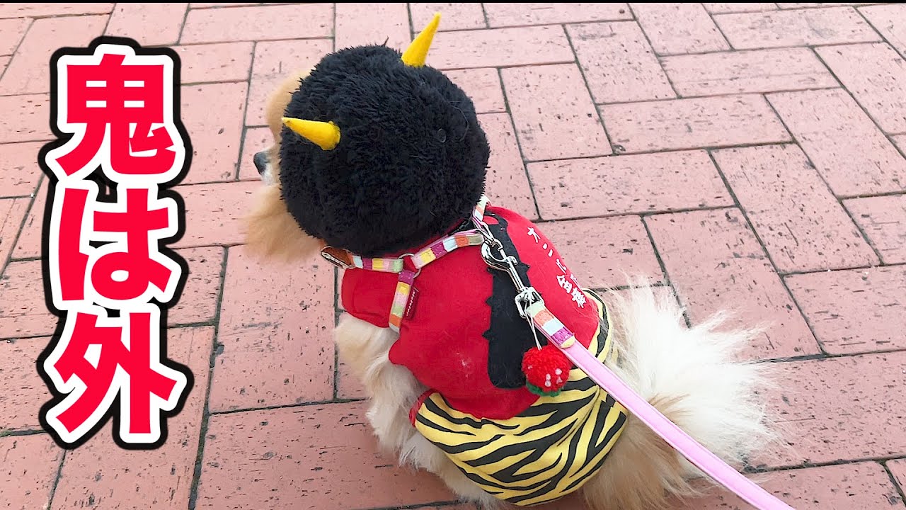 さすが鬼！反抗的なポメラニアン！