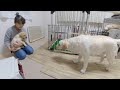 妹犬サブレときなこのご対面。きなこ姐さんの反応は…。ラブラドールレトリバーきなこ