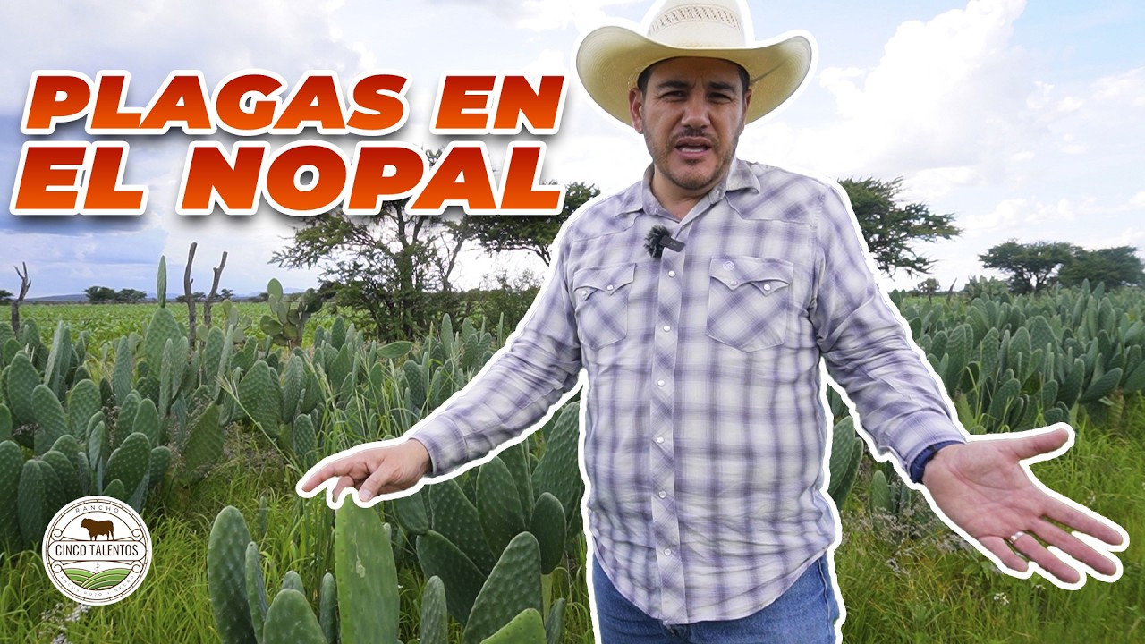 ASI CUIDAMOS EL NOPAL FORRAJERO | Rancho Cinco Talentos | Ganadería
