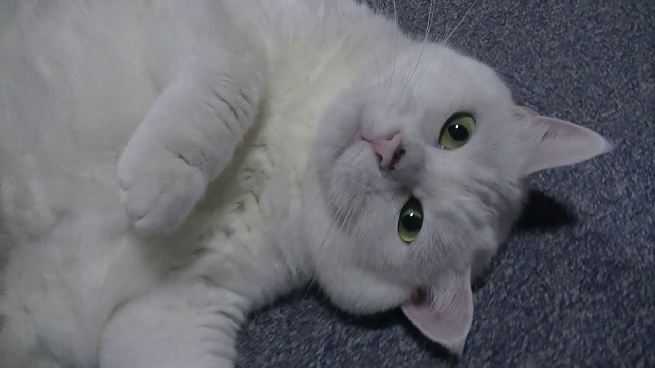 白猫物語19 北の国から蛍と純 優雅 Cute Cat Funny Cat Youtube