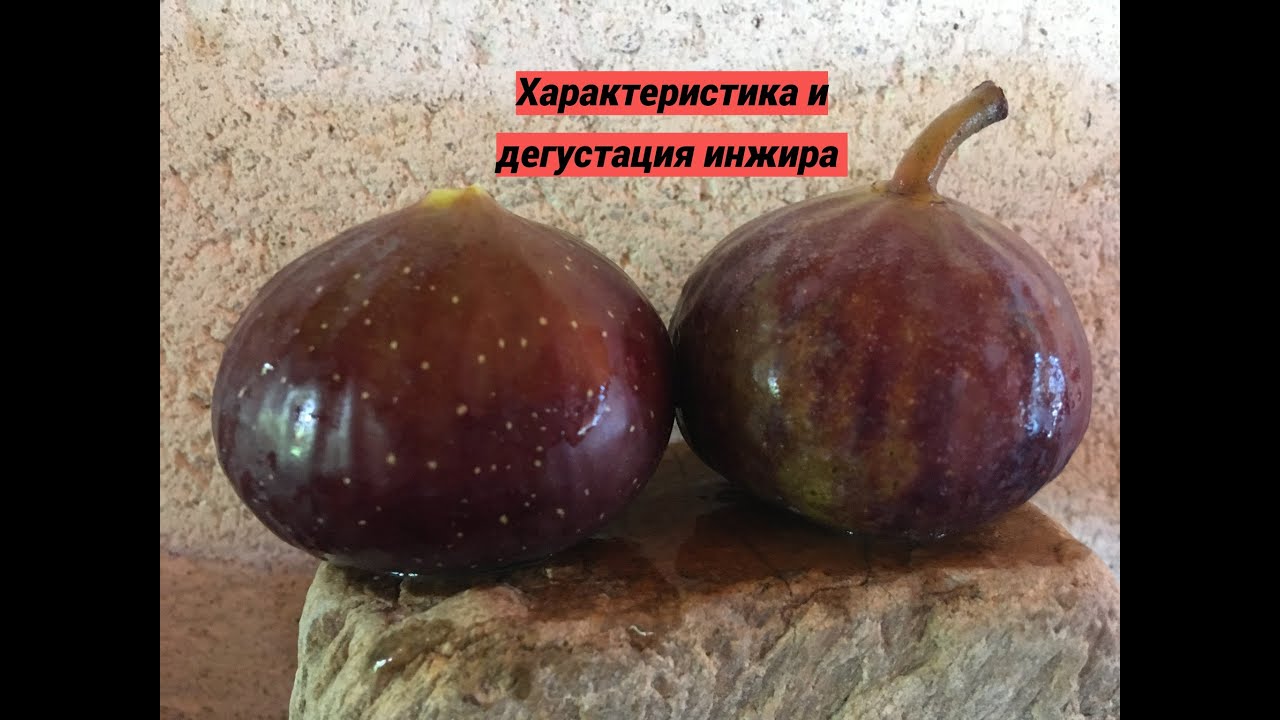 Figs. Инжир. Обзор сортов Signora Rosc, Amore, Golden Rainbow, Nostrano, English Brown Turkey, BP