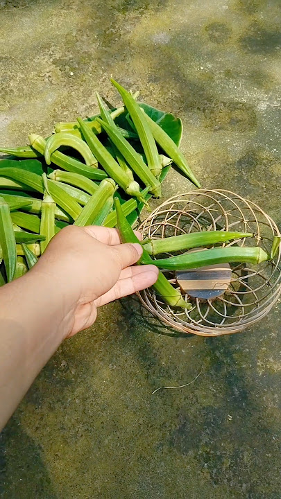 #natureshortvideo #relaxingmusic#shorts#ladyfinger#okra#vindi #freshvegetables