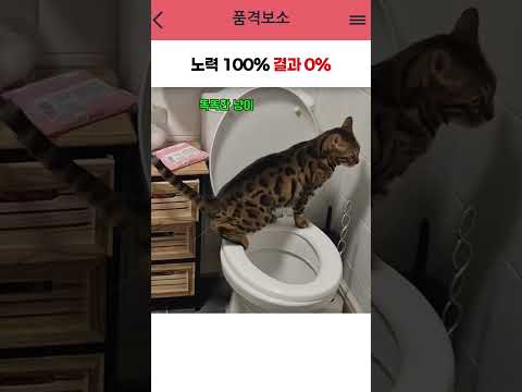 변기 사용법은 배웠는데 자세 조준을 실패한 고양이 🚽💦 #shorts thumbnail