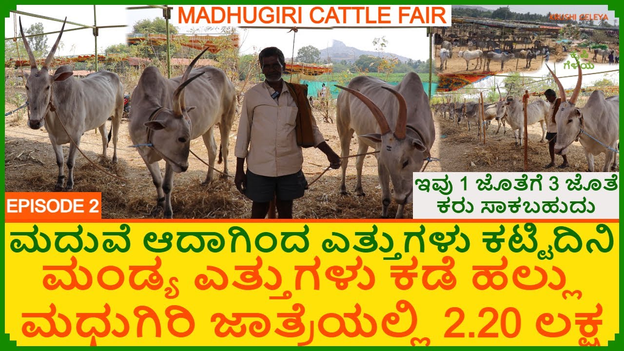 ಮಧುಗಿರಿ ದಂಡಿನ ಮಾರಮ್ಮ ದನಗಳ ಜಾತ್ರೆ 2024 | ಮದುವೆ ಆದಾಗಿಂದ ಎತ್ತುಗಳು ಕಟ್ಟಿದಿನಿ | Madhugiri Cattle Fair