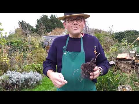 Vidéo: Feu de joie (herbe) : plantation et entretien