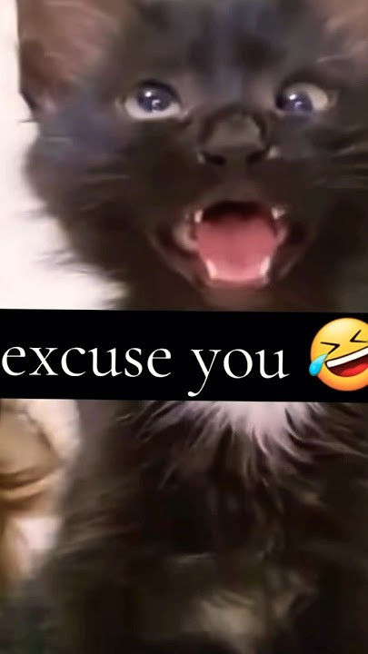 Kucing Bingung Bereaksi terhadap Obrolan Bayi