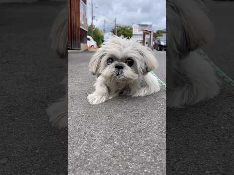 かえろーよー #shihtzu #シーズー #puppy
