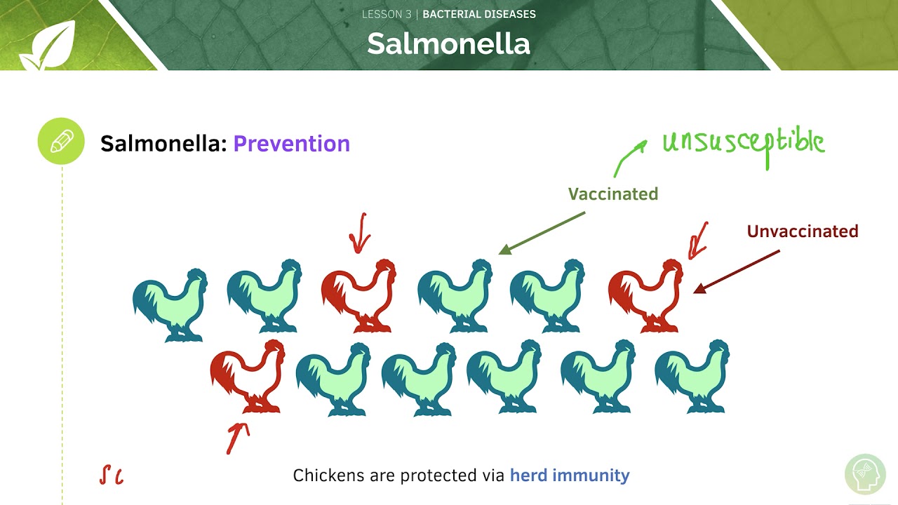 AQA GCSE Biology: Bacterial diseases - YouTube