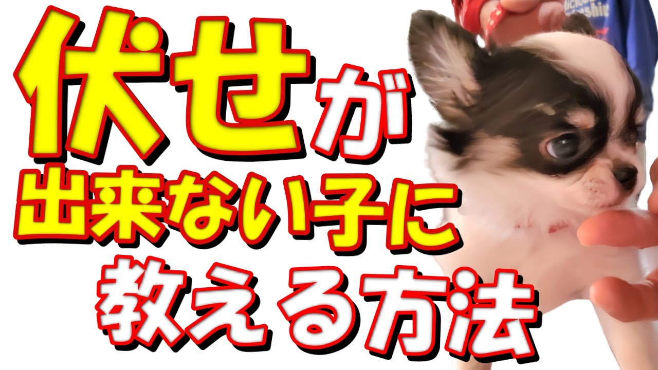 Dog Training] How to Teach a 