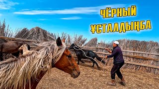 Екі үйір жылқыны қораға қамадық | Биелерге дәрі ектік | Джекпот айғырға екі байтал қостық.