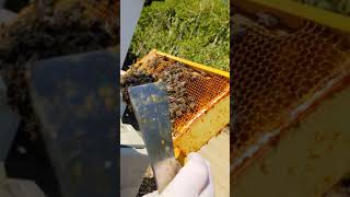 Pete's introduction to bee keeping by Pete the Vet 14 views 2 years ago 34 minutes