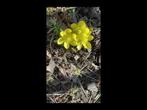 Video: Information About Winter Aconite - Tips on Growing Winter Aconite