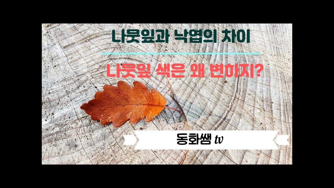 동화쌤]나뭇잎과 낙엽의 차이. / 왜 나뭇잎색이 변하나요? /가을활동 - Youtube