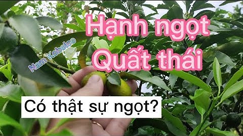cây Hạnh ngọt, cây Tắc thái, cây Quất thái, có người gọi là cây Chery Nhật! có thật sự thơm, ngọt?