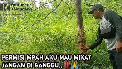 mikat burung sirtu di bawah pohon keramat,,‼️😵