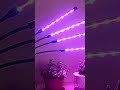 🌱 Three-Headed Green Hydroponic Grow Tube – Full Spectrum Indoor LED Lamp || #indoor #ledlighting