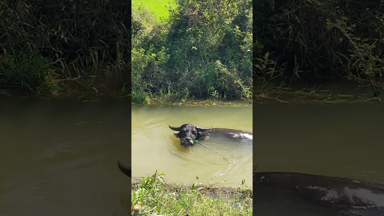 buffalo relaxing in the water 