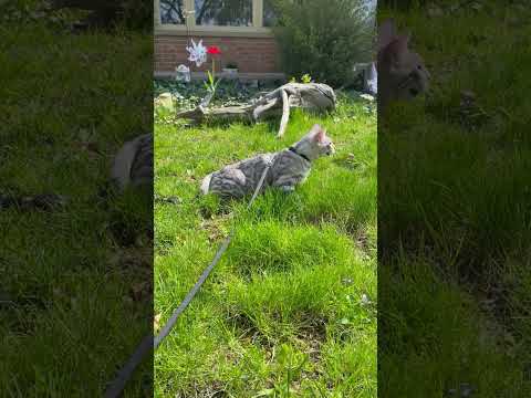 JungleBeauty Bengals video thumbnail