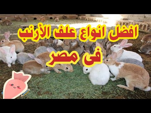 افضل علف للارانب تسمين ممتاز