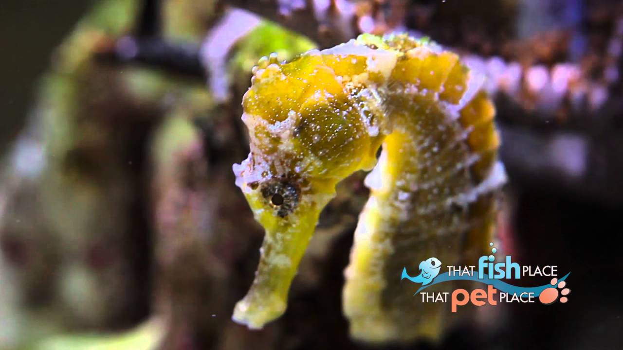 Seahorses & Babies at That Fish Place That Pet Place YouTube