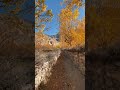 Autumn is in full swing in Yasin Valley🍁 #yasinvalley #ghizer #viralvideo