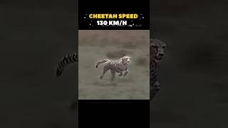 🔥⚡ Speed Showdown: इंसान vs जानवर! 🐆🏃♂️ BEAST NOVA #animal #falcon #cheetah #SPEED#FOREST