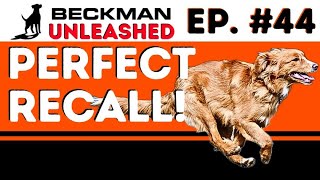 Train your dog to come no matter what. Joel's unsolicited marital advice. Breed: Blue Heeler by Beckman's Dog Training 8,437 views 2 weeks ago 1 hour, 34 minutes