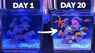 20 Days Ago I Set Up a Nano Reef Tank, This Happened