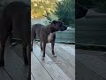Bella our 5 Star Dog #outdoorwork #deckbuilding #homeimprovement #mascotdog