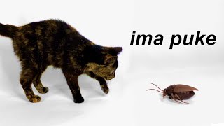 Cats Vs Fake Roach..