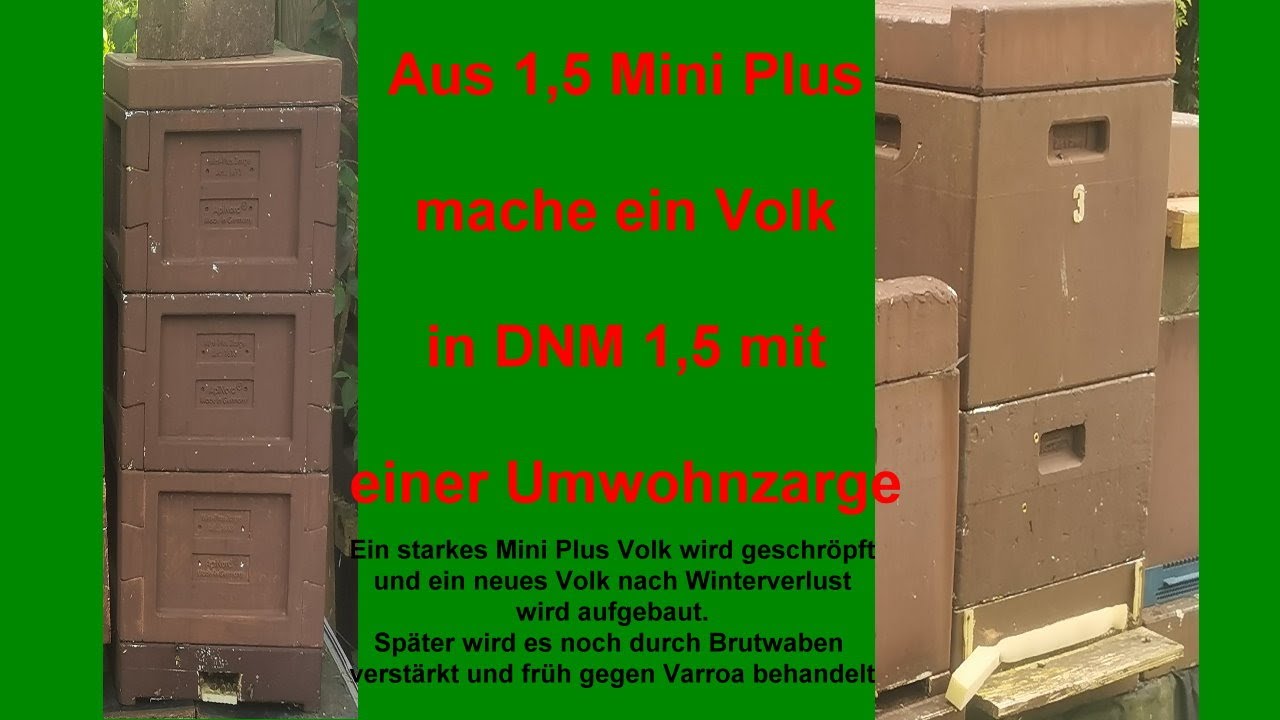 09 05 2024 Bienen umwohnen von Mini Plus Beute in DNM 1,5