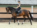 Gorgeous talented dutch warmblood dressage horse with wow factor by champion glamourdale for sale