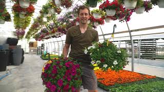 Our Hanging Baskets