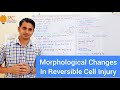 Reversible Cell Injury: Morphological Changes || Cell Injury Pathology