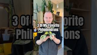 These Are My 3 Favorite Philodendron Plants! 🪴 #Philodendron #Plants #Houseplants #Shorts
These Are My 3 Favorite Philodendron Plants! 🪴 #Philodendron #Plants #Houseplants #Shorts These Are My 3 Favorite Philodendron Plants! 🪴 #Philodendron #Plants #Houseplants #Shorts