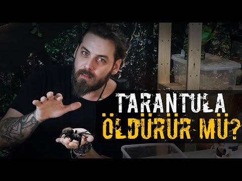 TARANTULA ISIRIRSA...