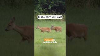 Download Lagu Is the Roe Rut STILL on?! 🦌 #roebuck #deermanagement #hunting #deermanagement MP3 Download Lagu Is the Roe Rut STILL on?! 🦌 #roebuck #deermanagement #hunting #deermanagement MP3