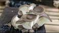 La Fascinante Diversité des Champignons ile ilgili video