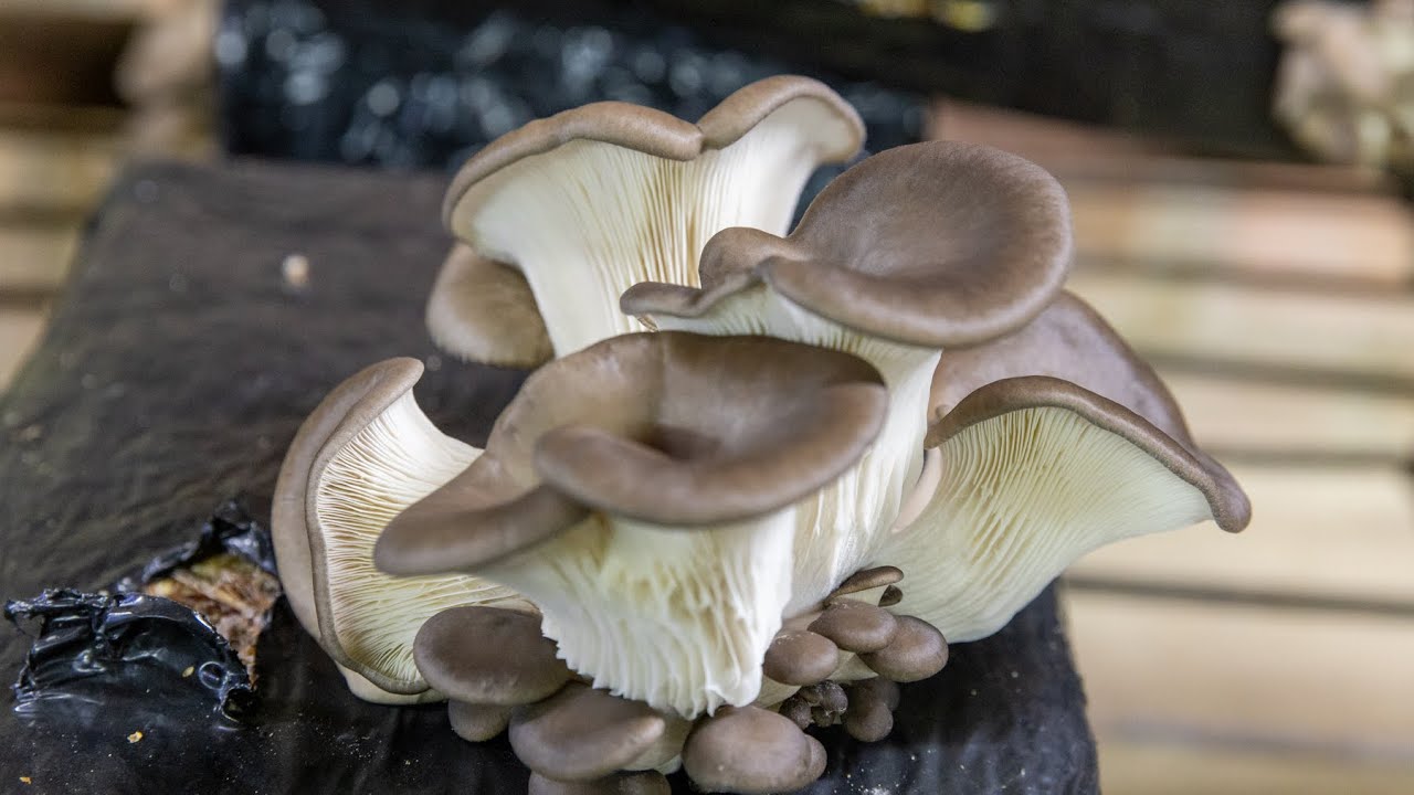 Shiitake Pleurote Les Champignons Bios D Alexis YouTube shiitake-pleurote-les-champignons-bios-d-alexis-youtube