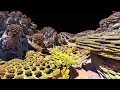 Fields of Mandelbulb (8k) - Mandelbulb Plane Tour