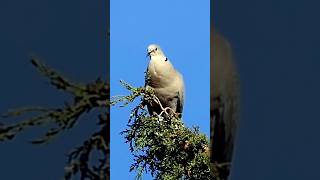 Collared Dove Calling #shorts