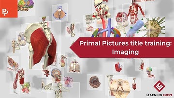 Imaging tutorial: Primal Pictures